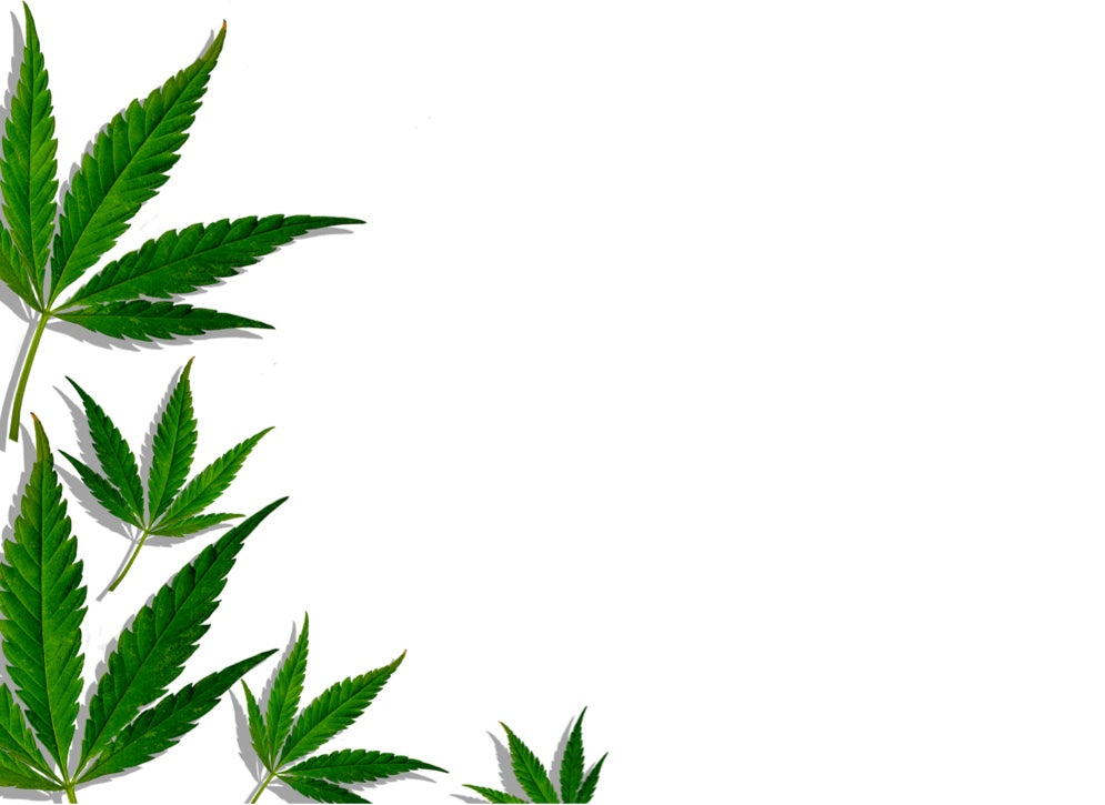 Cannabis leaves